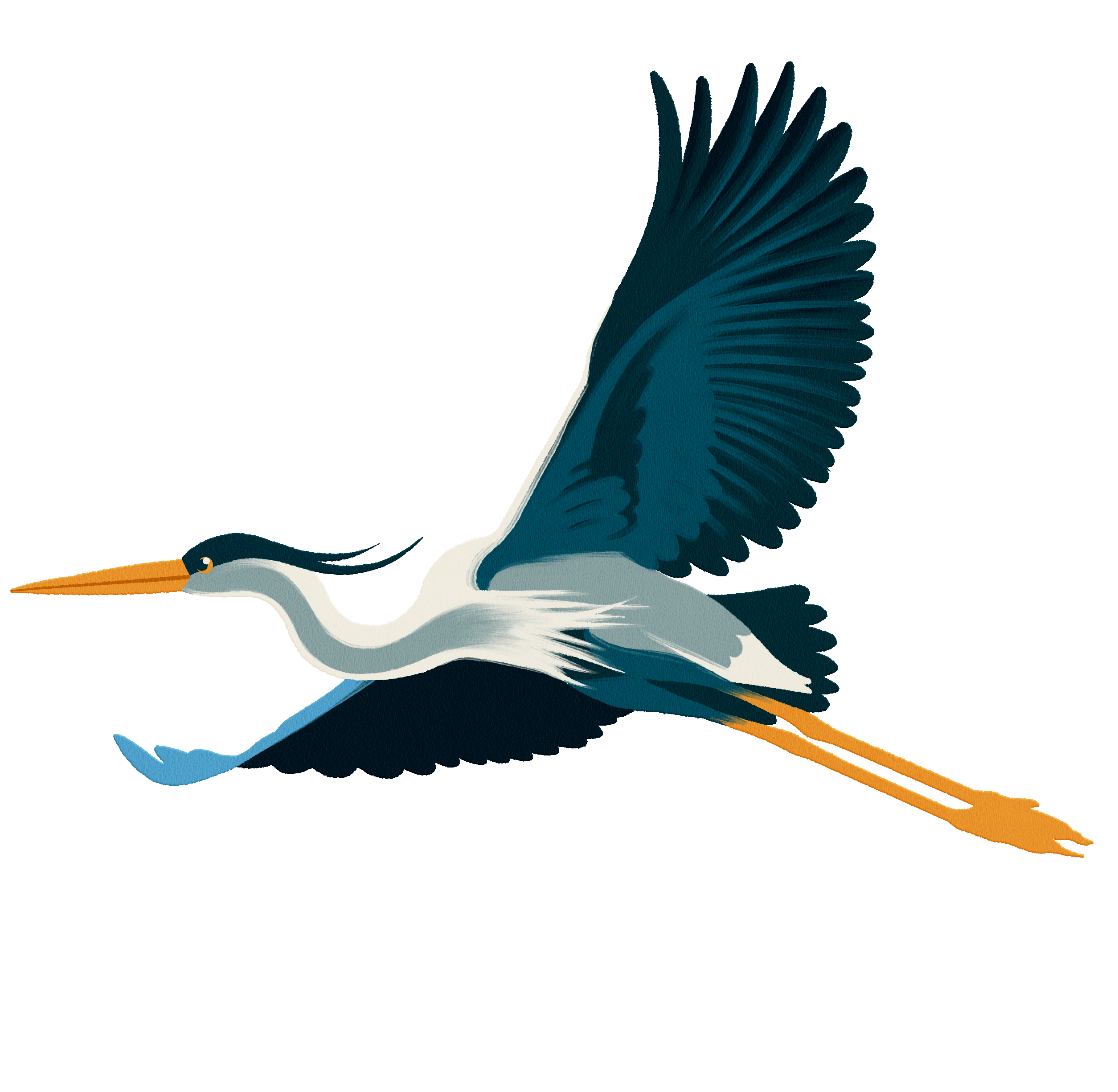 Flying heron