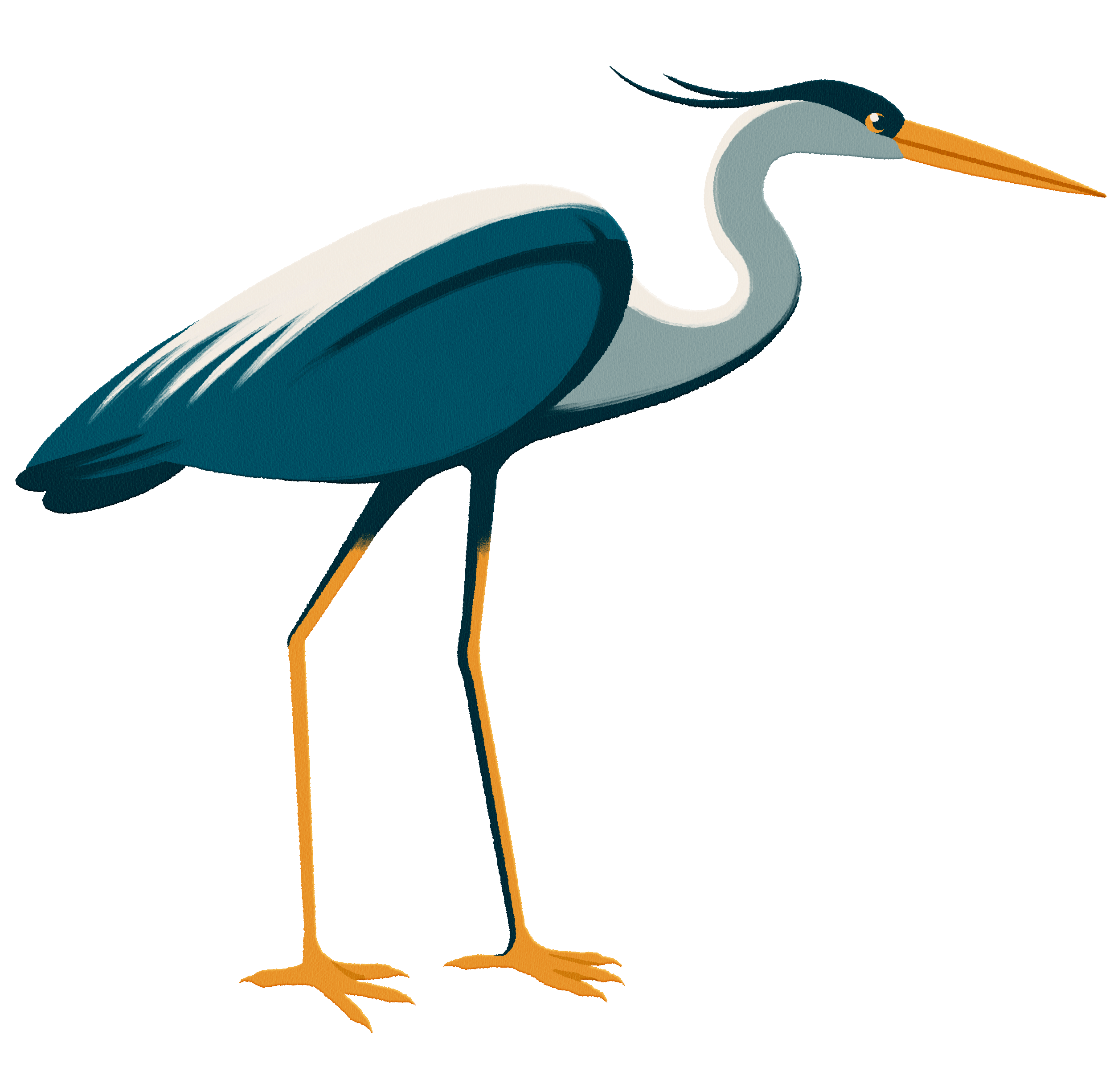 Heron standing