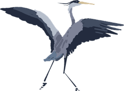 Heron with wings splayed